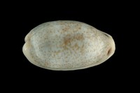 藏品(愛龍寶螺)的圖片